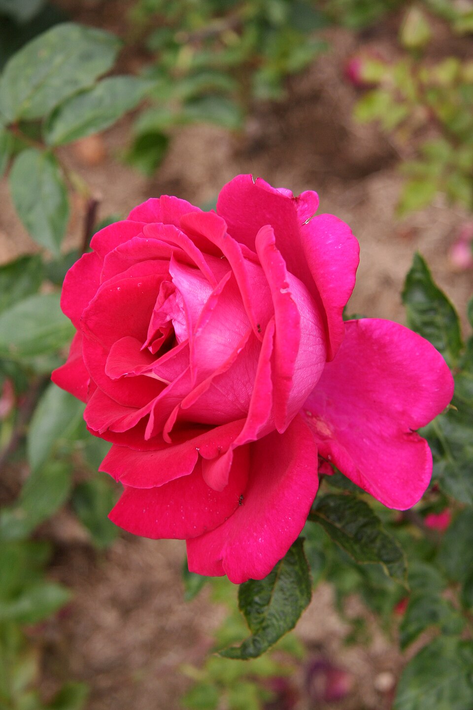 Leonore de March