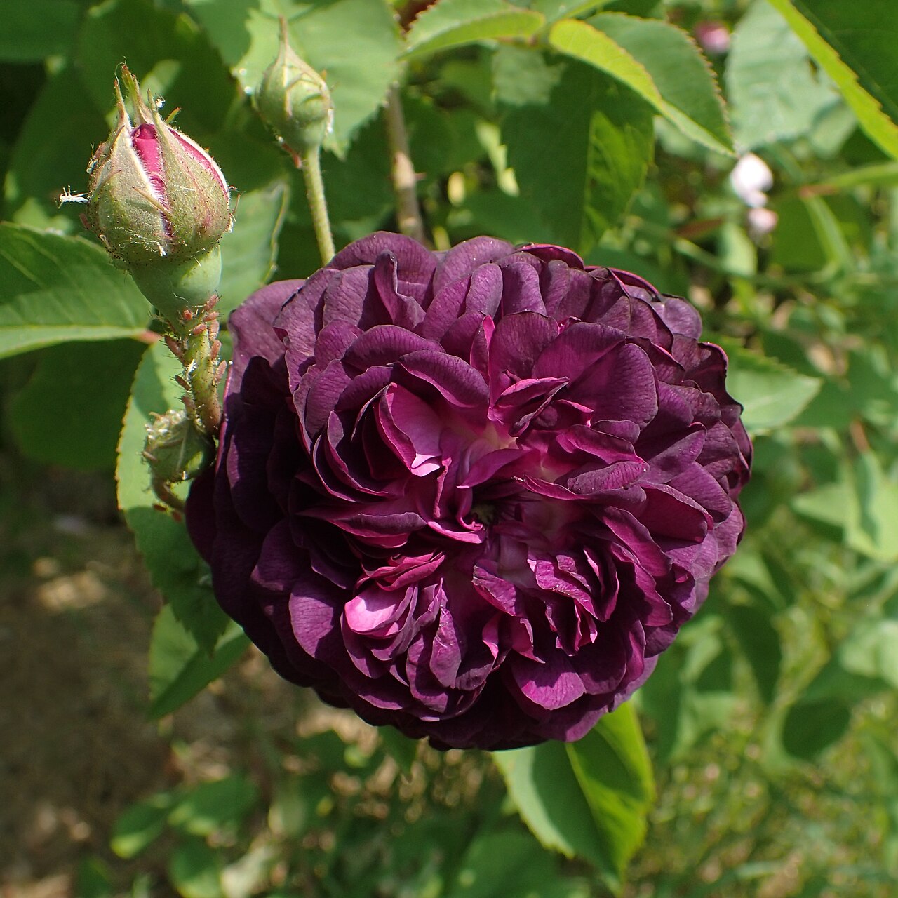 "Centifolia à fleurs doubles violettes"