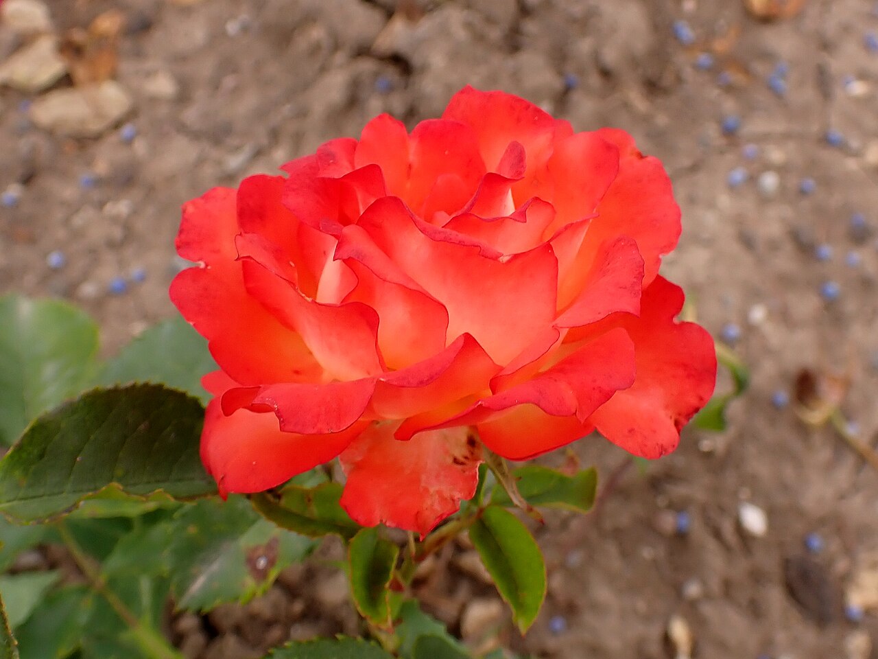 Esther Ofarim