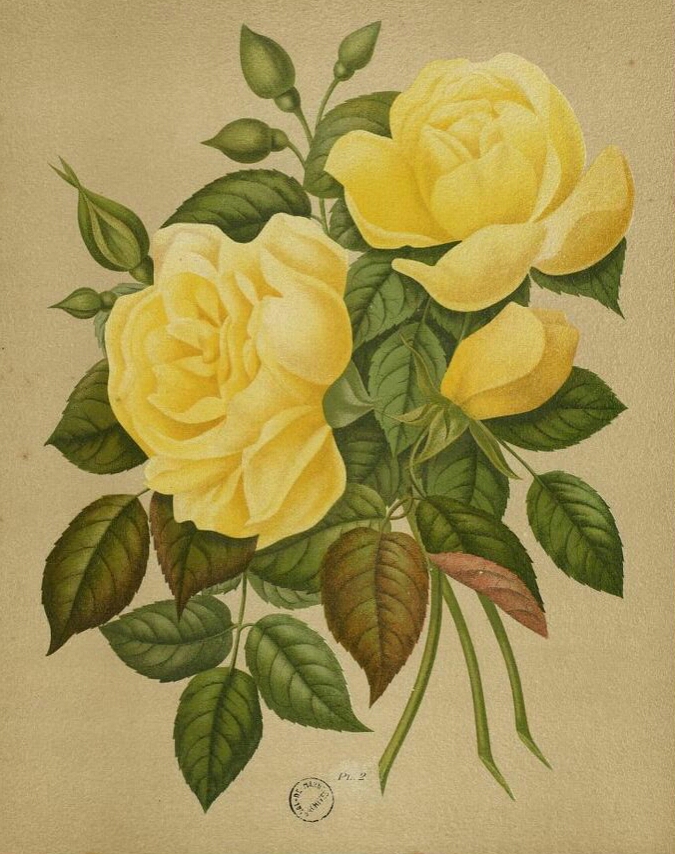 Coquette de Lyon