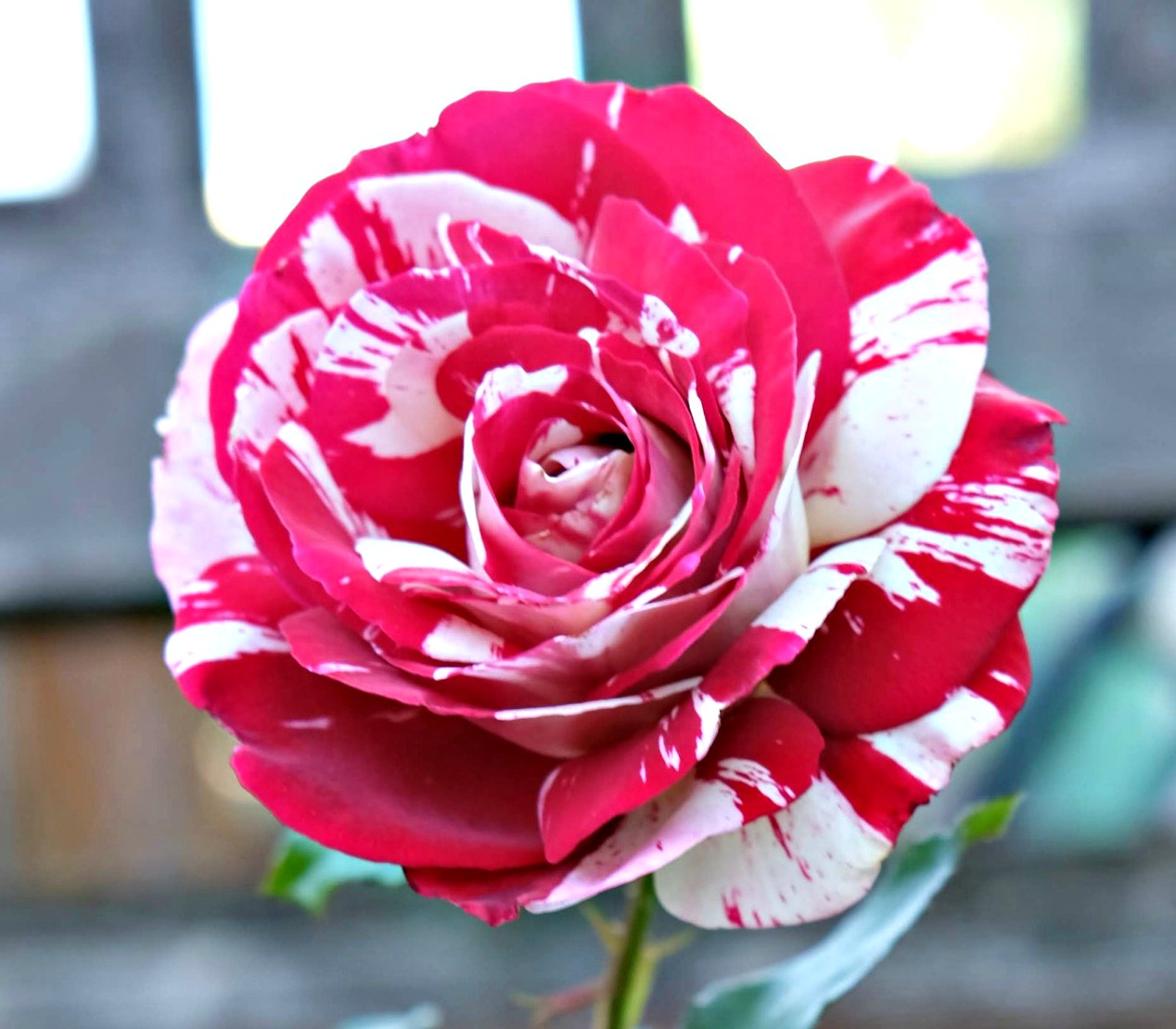 Coeur de Rockeur