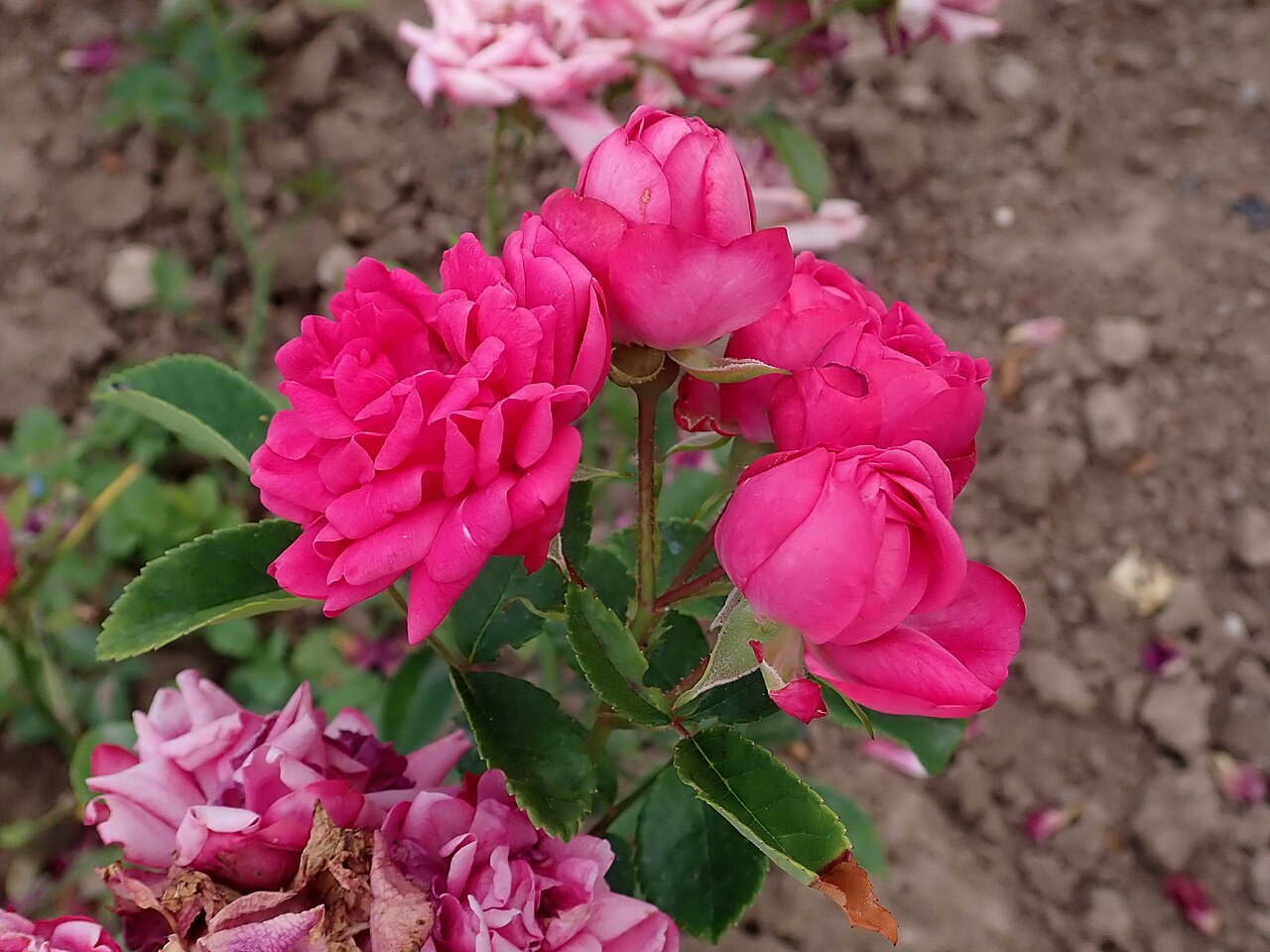 Rosette