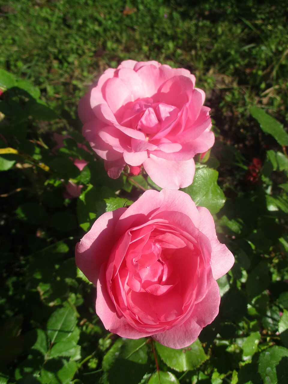 Milrose