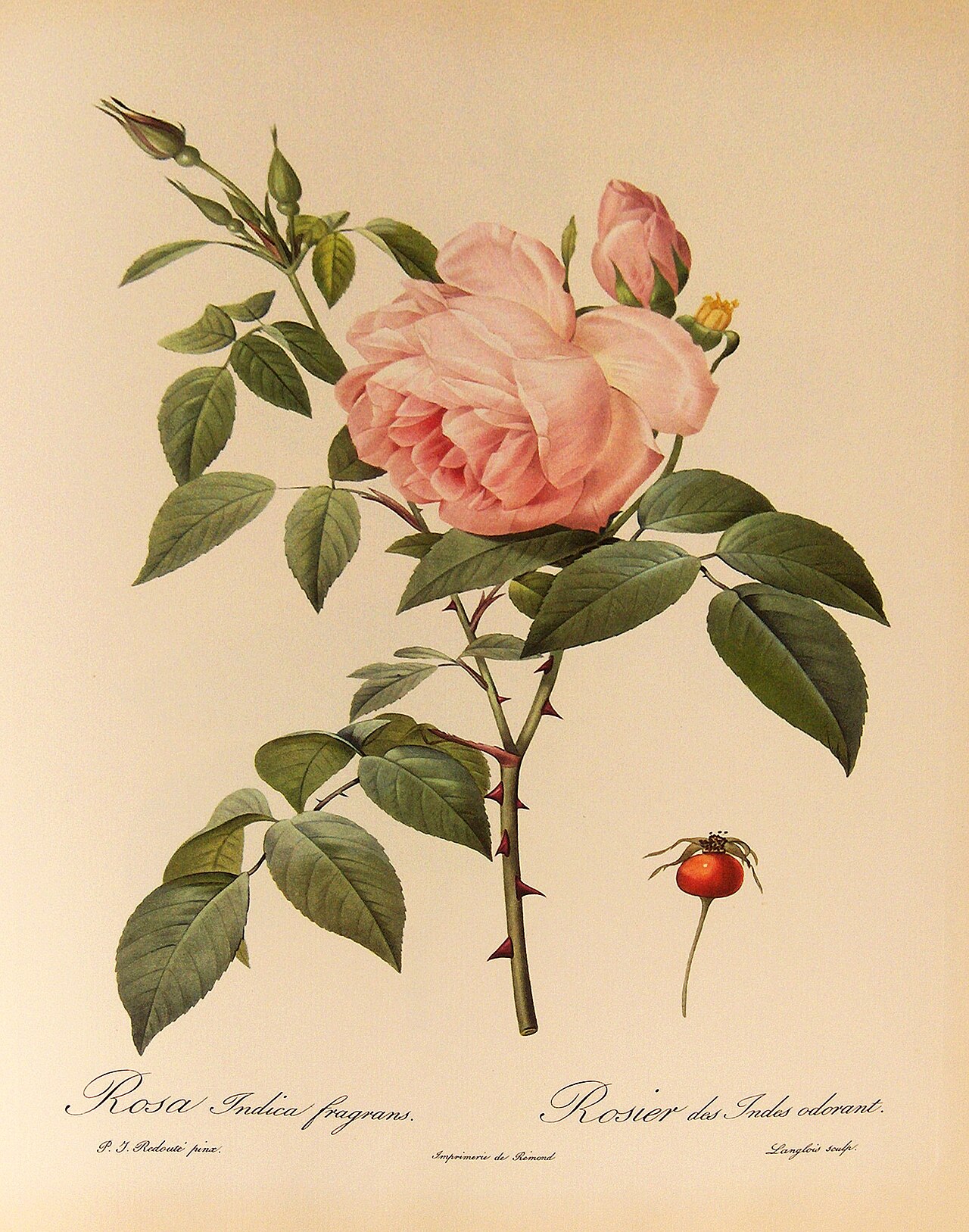 Hume's Blush Tea-scented China