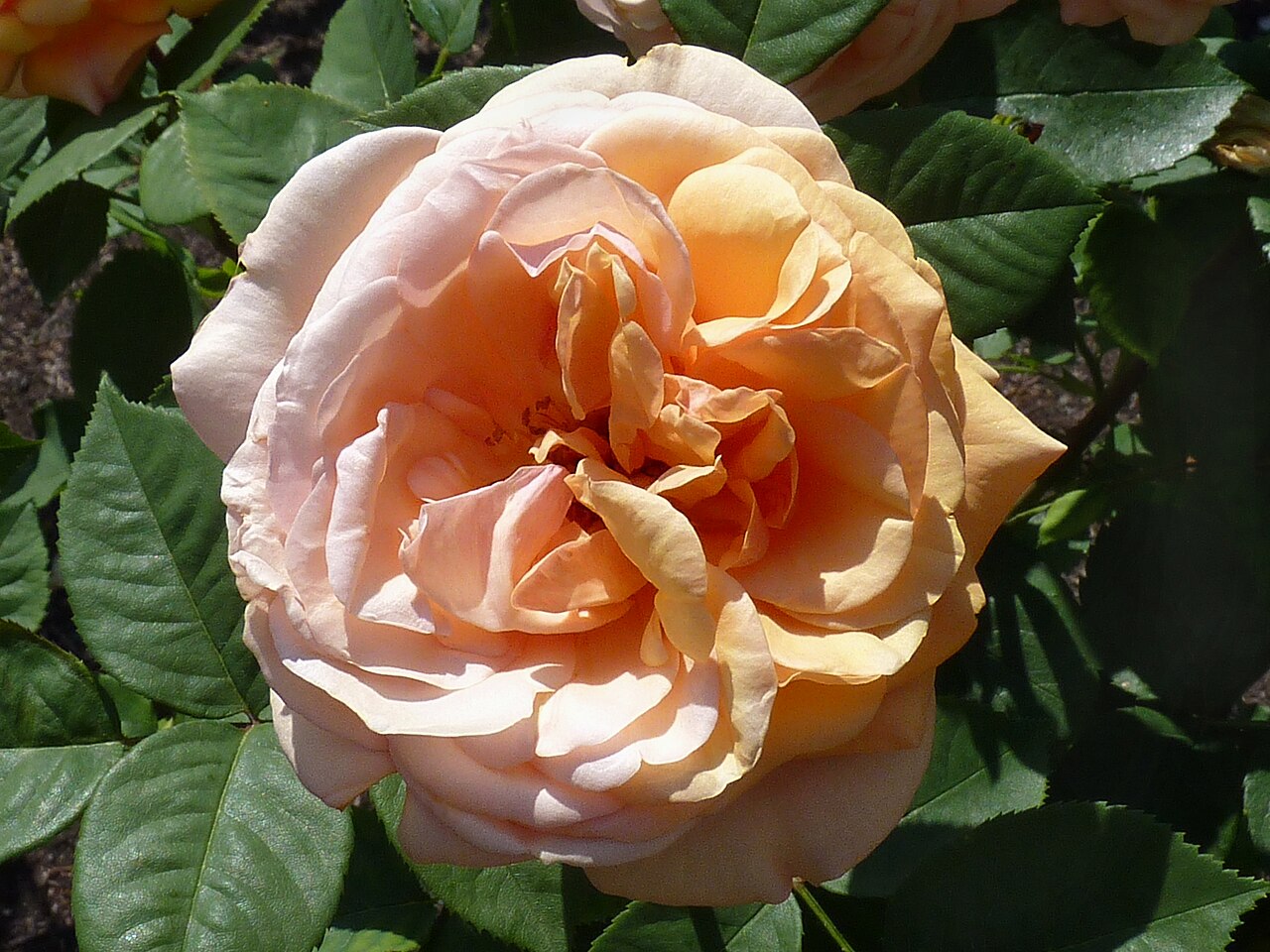 Leander