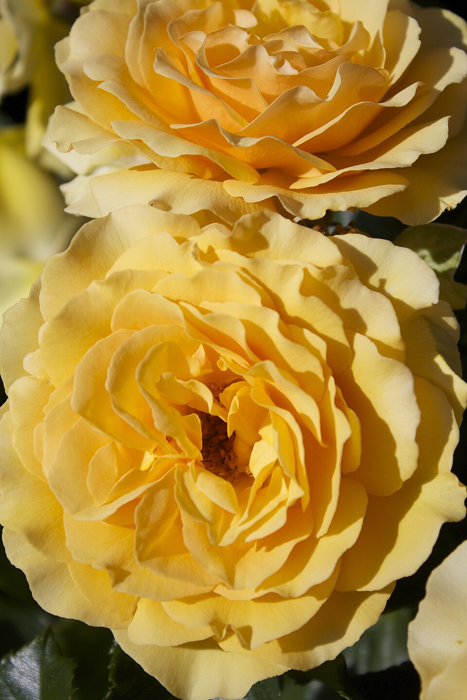 Sri Chinmoy