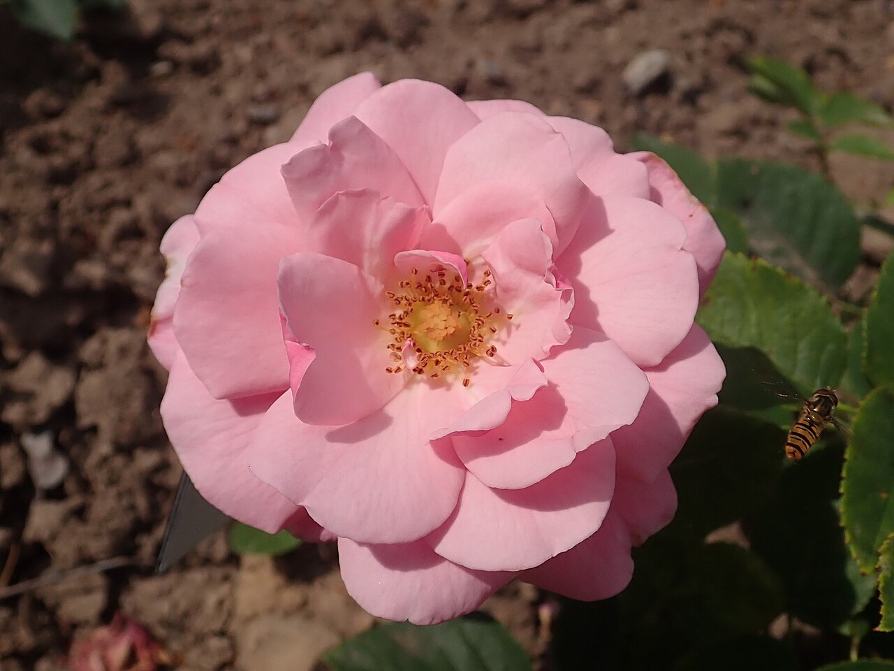 Pink Bountiful