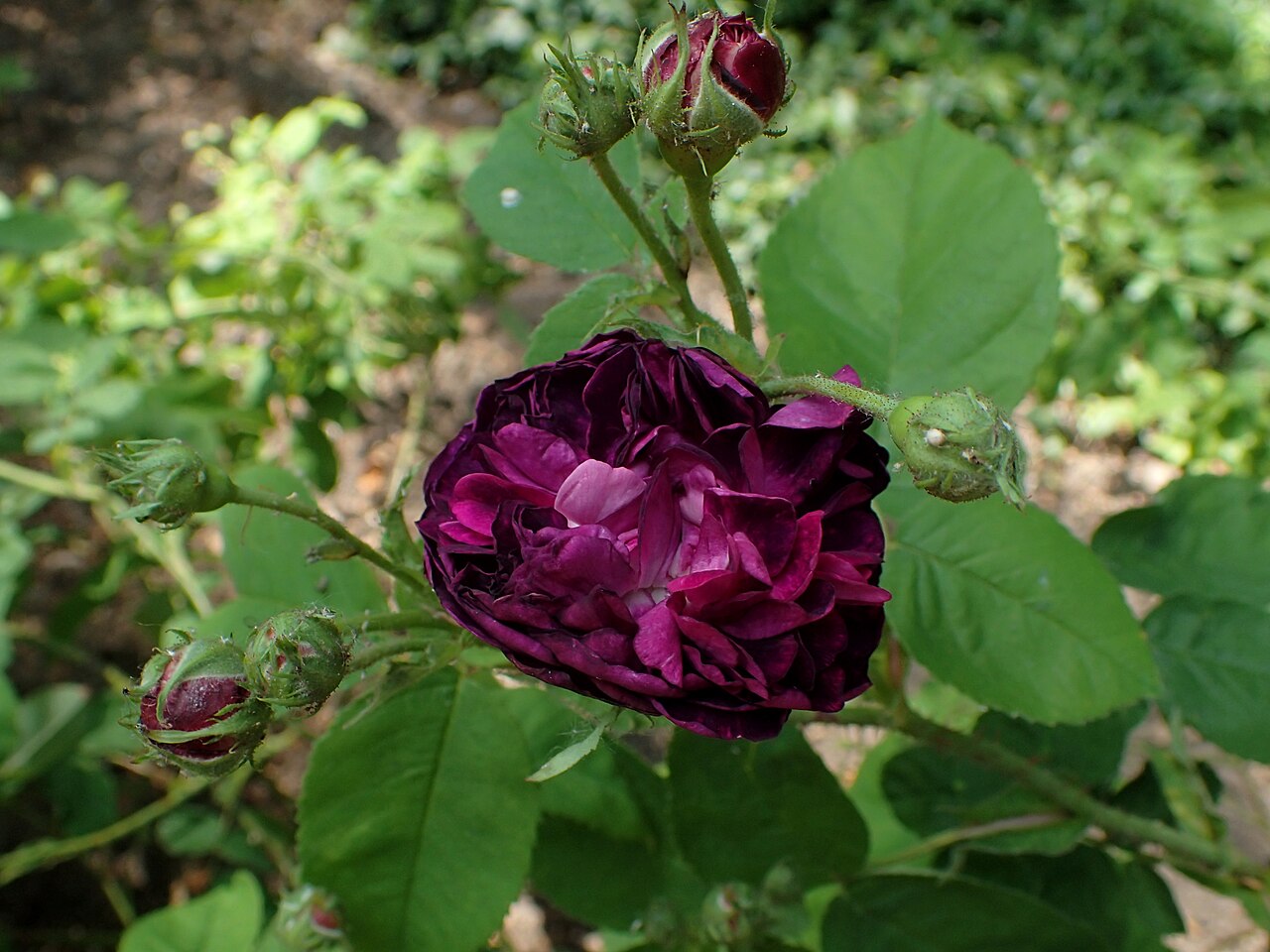 Cora