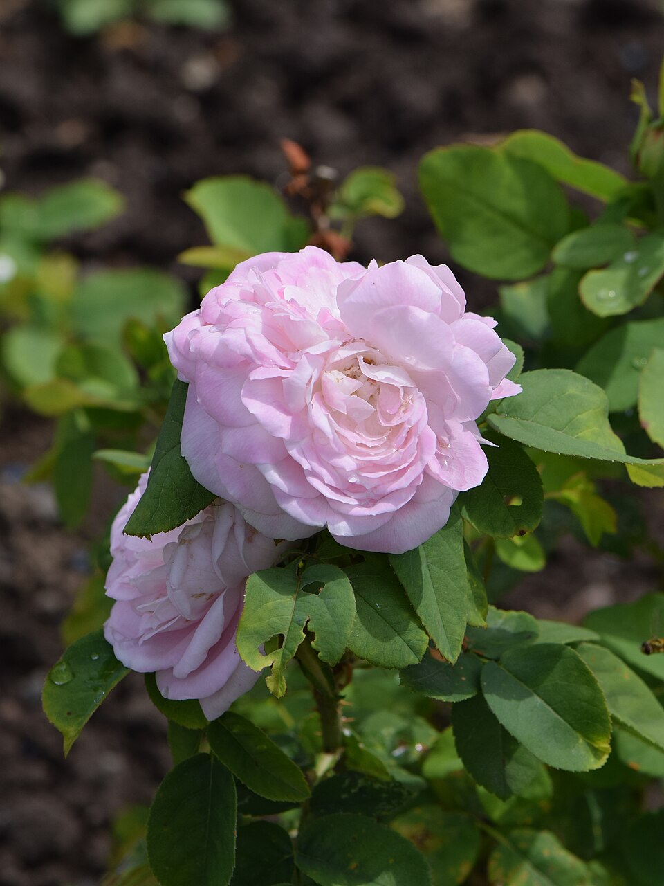 Madame Vidot