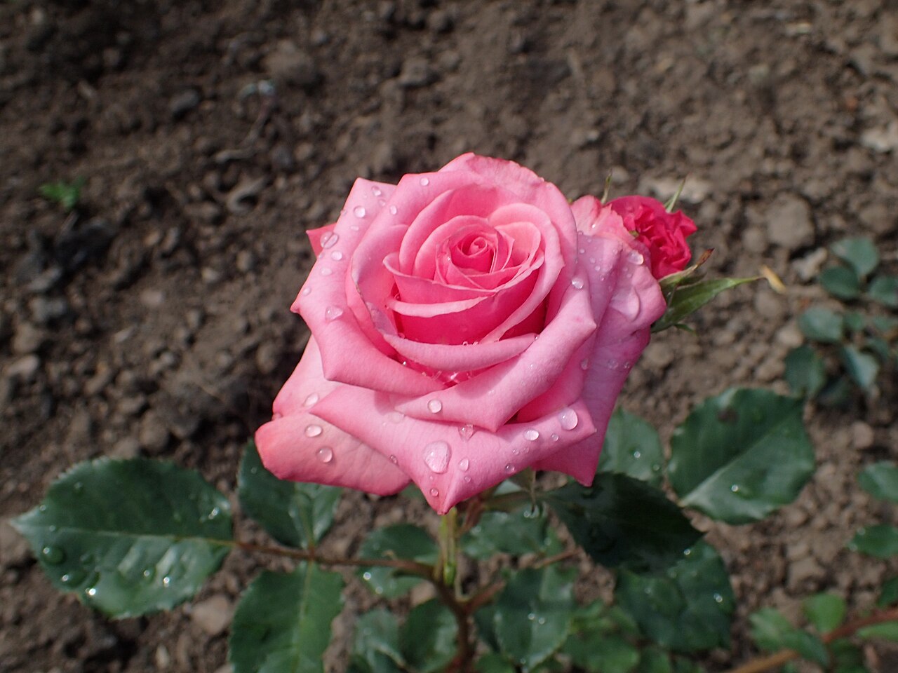 Pink Puff