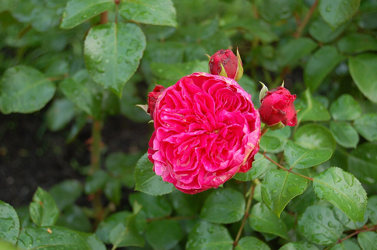 Red Leonardo da Vinci