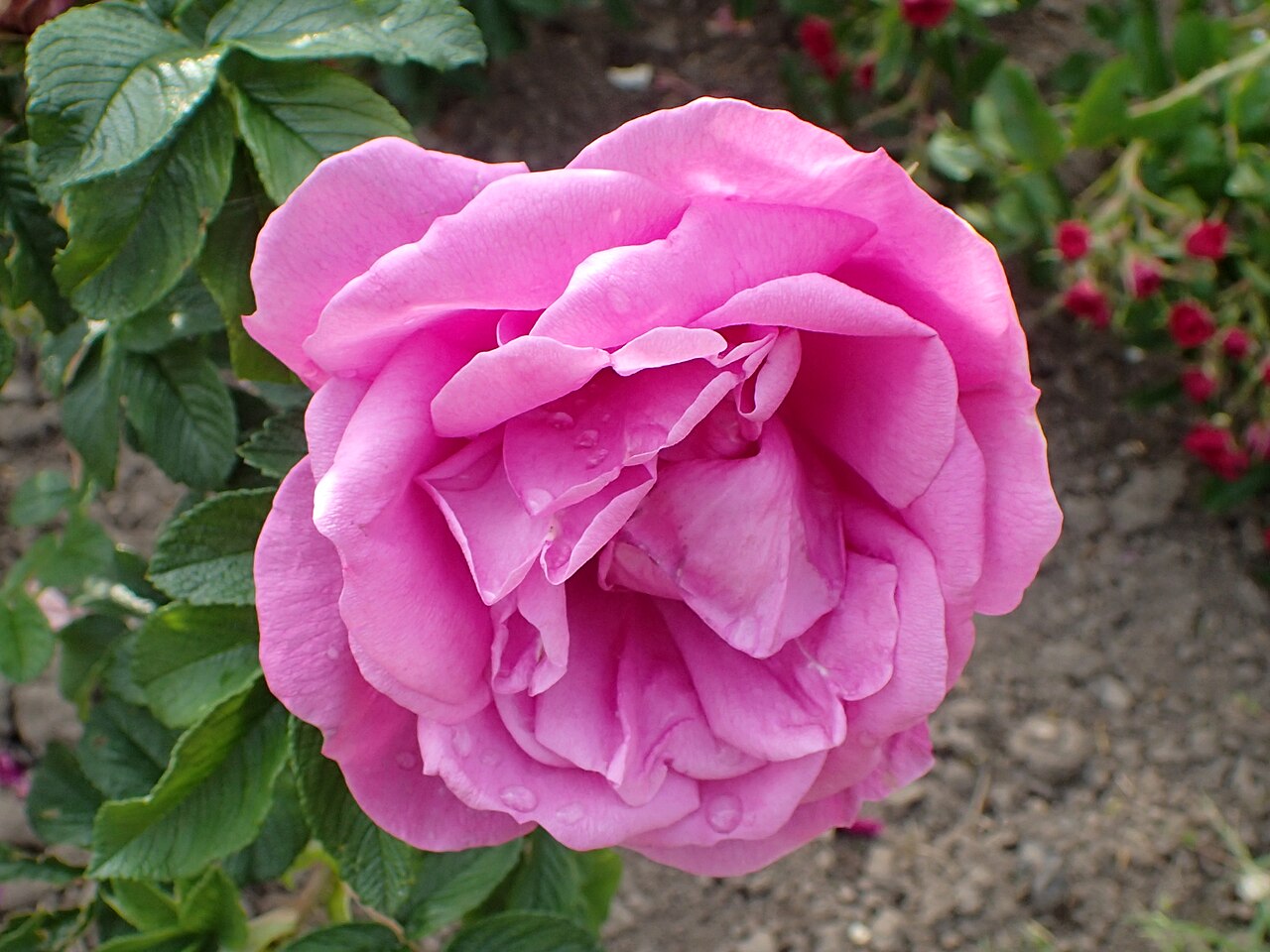 Pierette