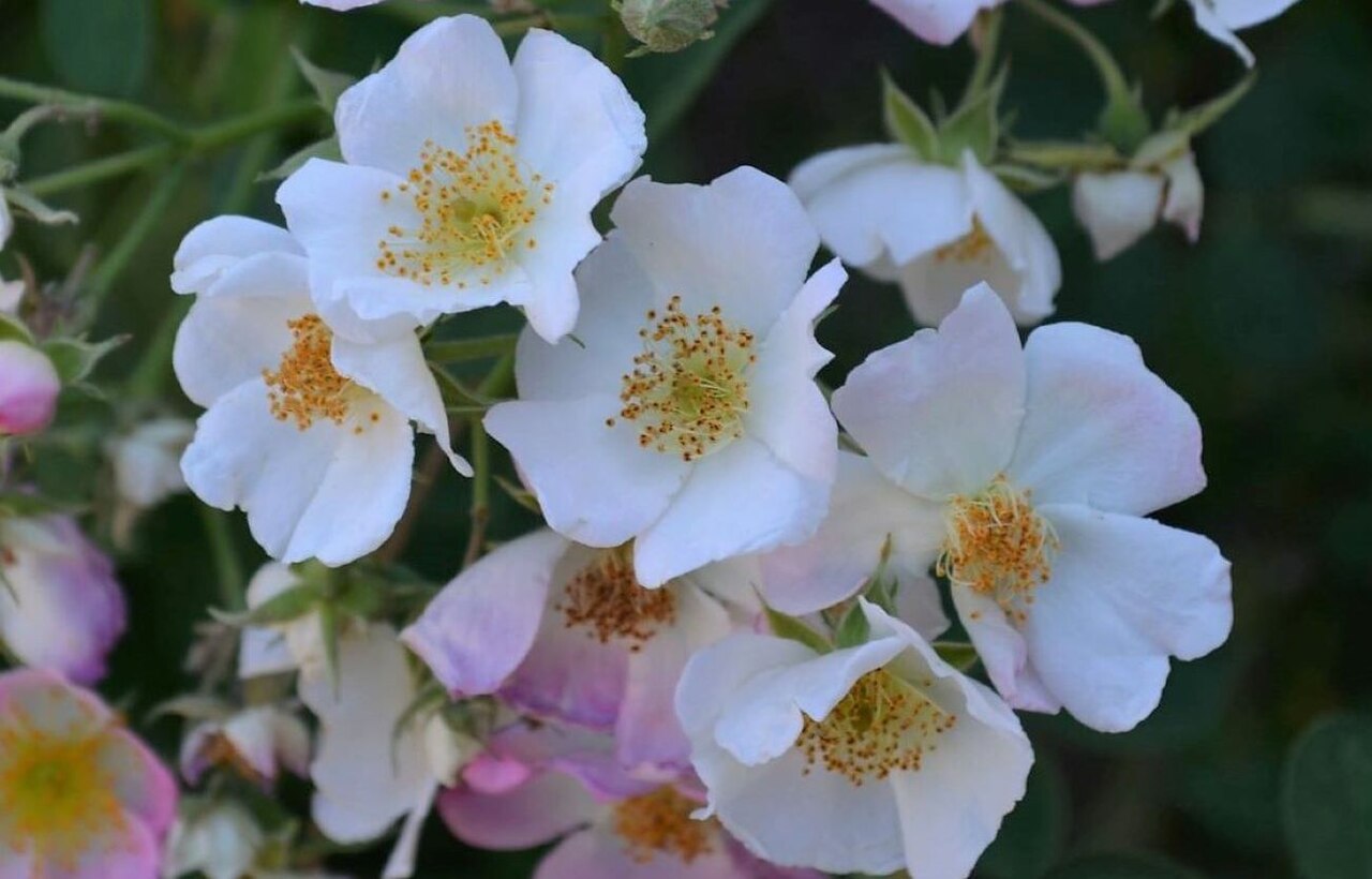 Kew Rambler