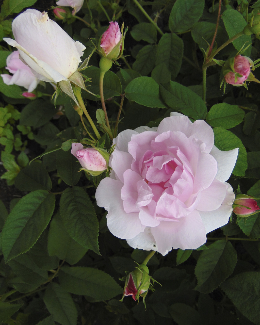 La Noblesse