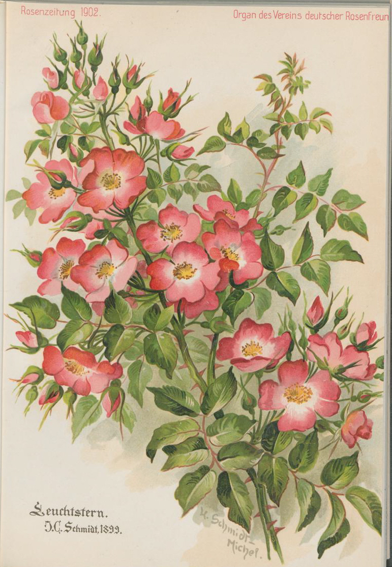 Leuchtstern rose