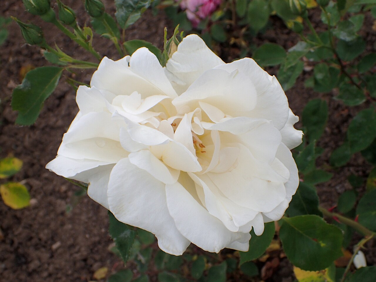 Madame Pernet-Ducher