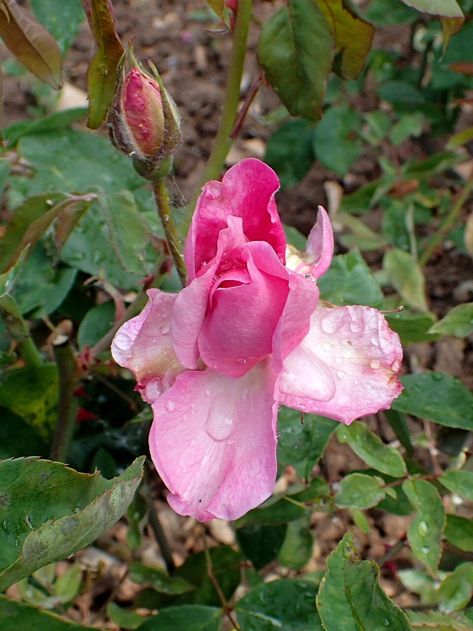 Souvenir de Germain de Saint-Pierre