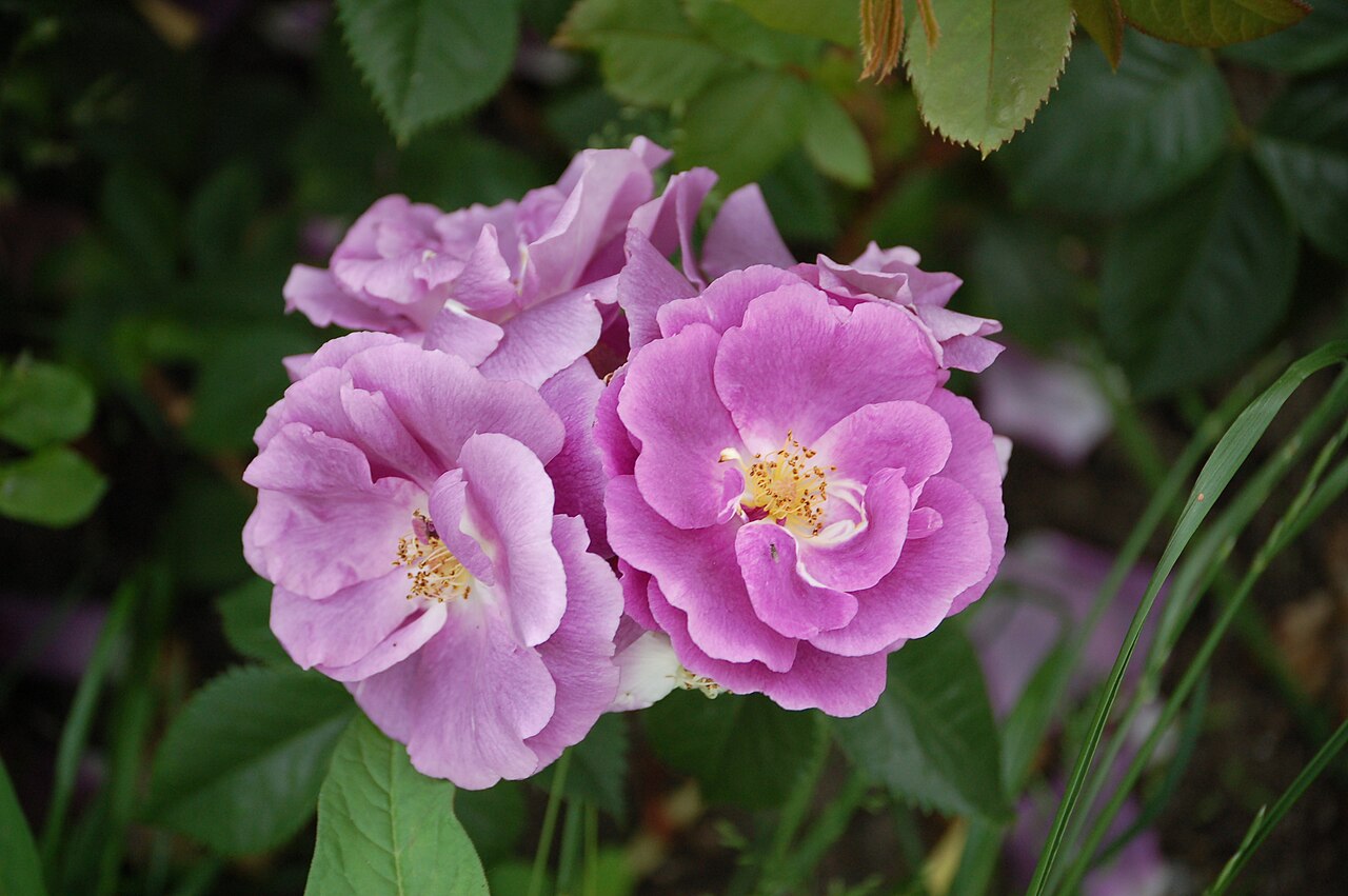 Magenta Diadem