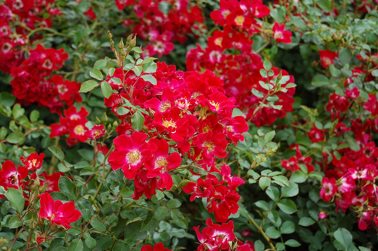 Red Meidiland