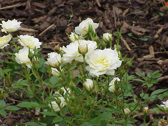 Pandora