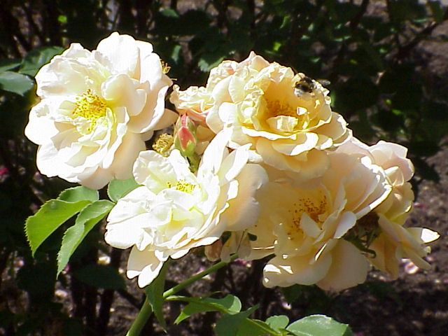 Golden Giant