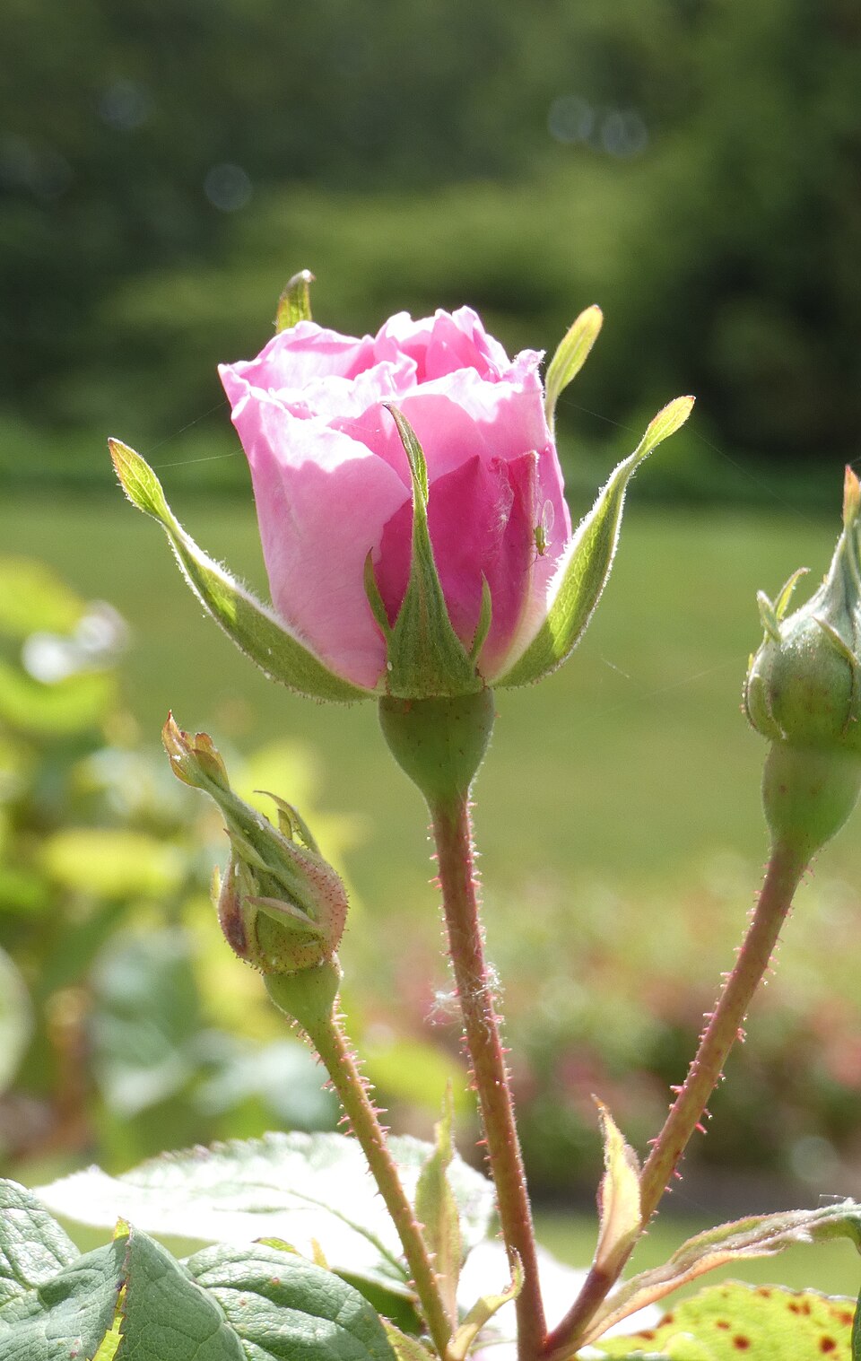 Madame Lambard