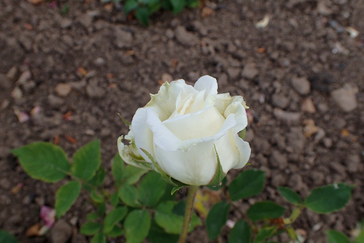 Edel