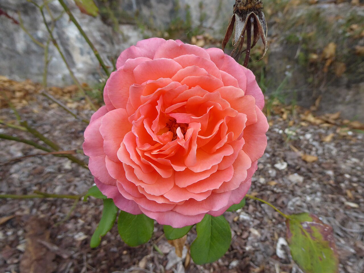 Albrecht Dürer Rose
