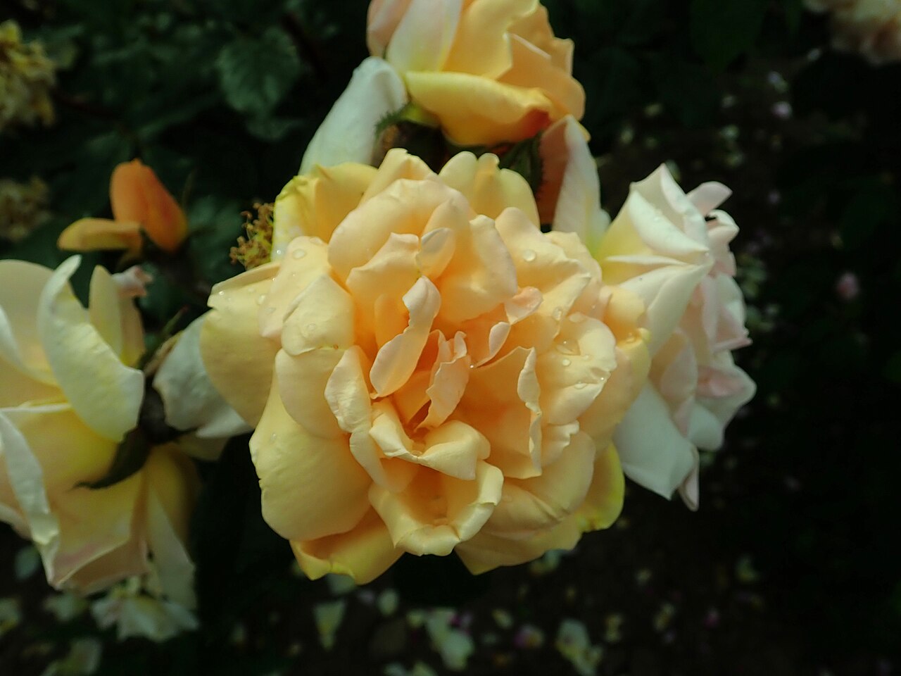 Scholle's gelbe Moosrose