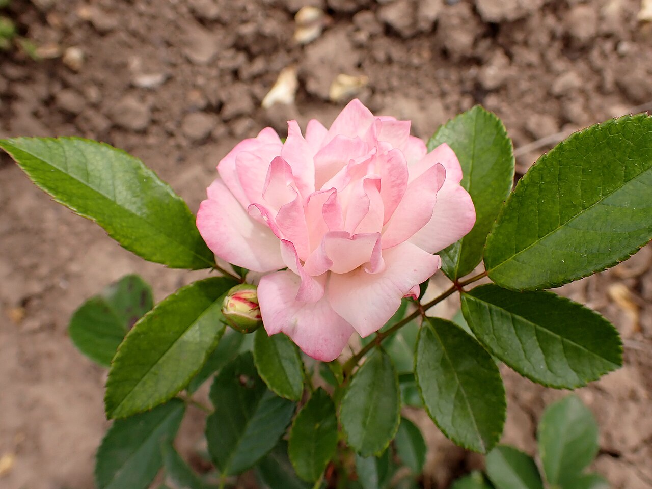 Ellen Poulsen lysrosa