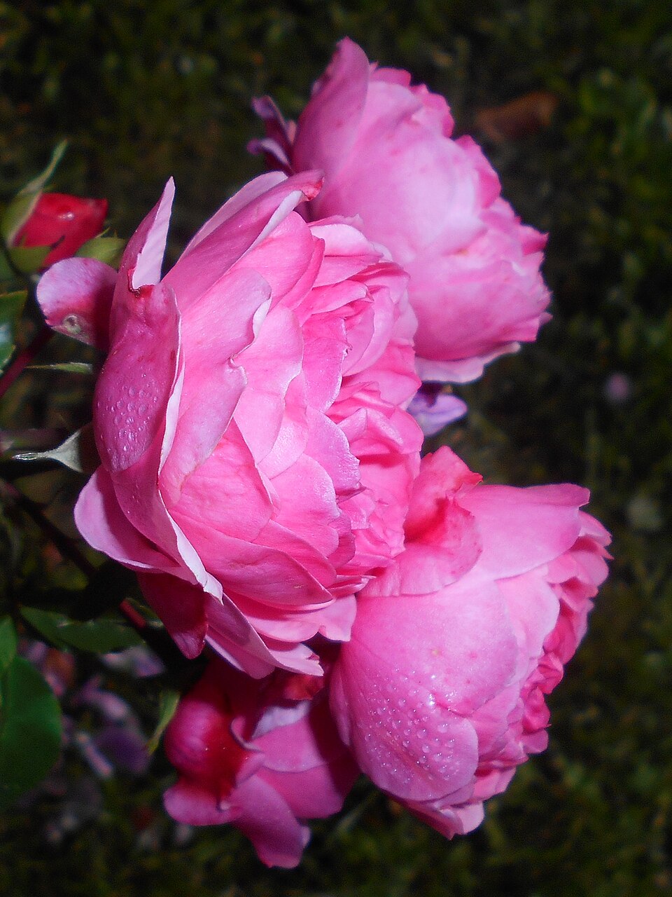 Coral Border