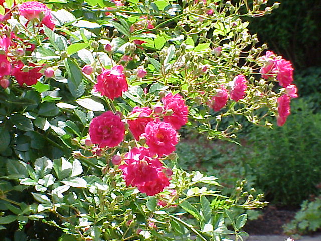 Super Excelsa