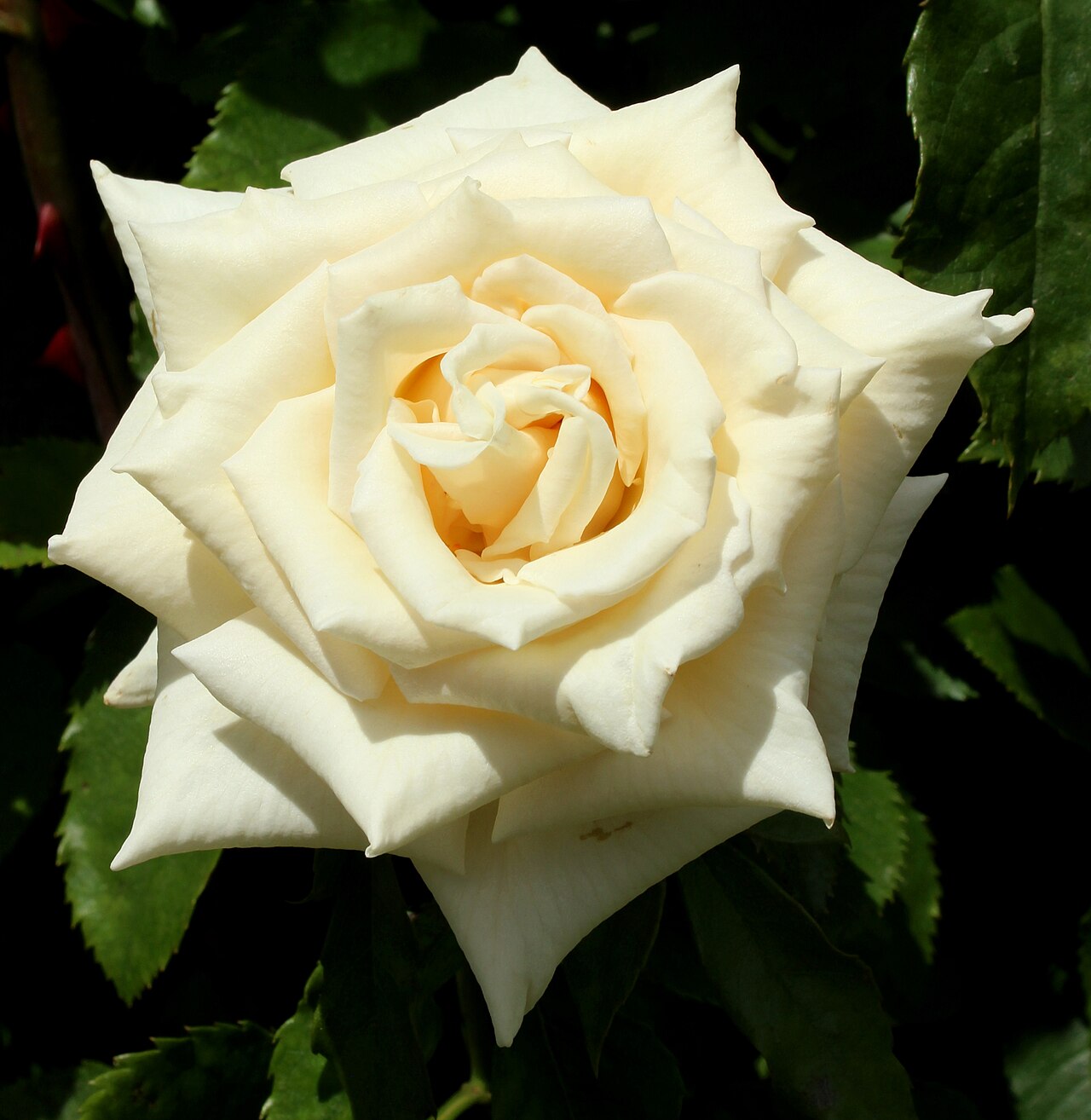 Antique Silk