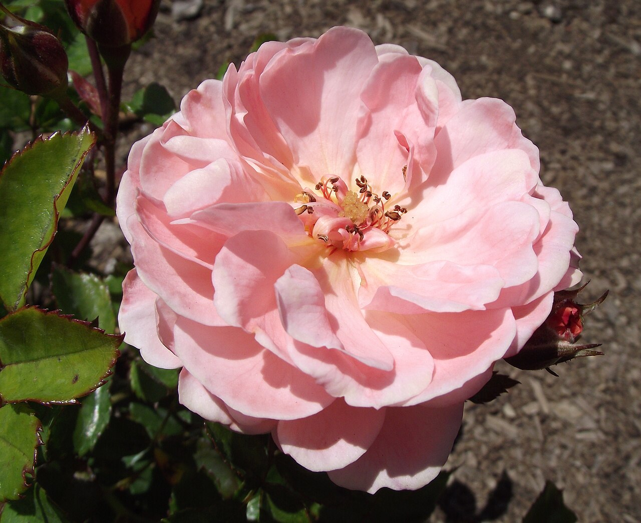 Apricot Drift