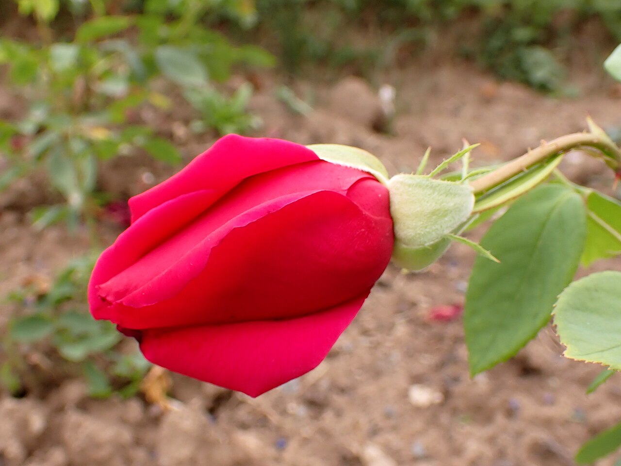 Heart's Desire