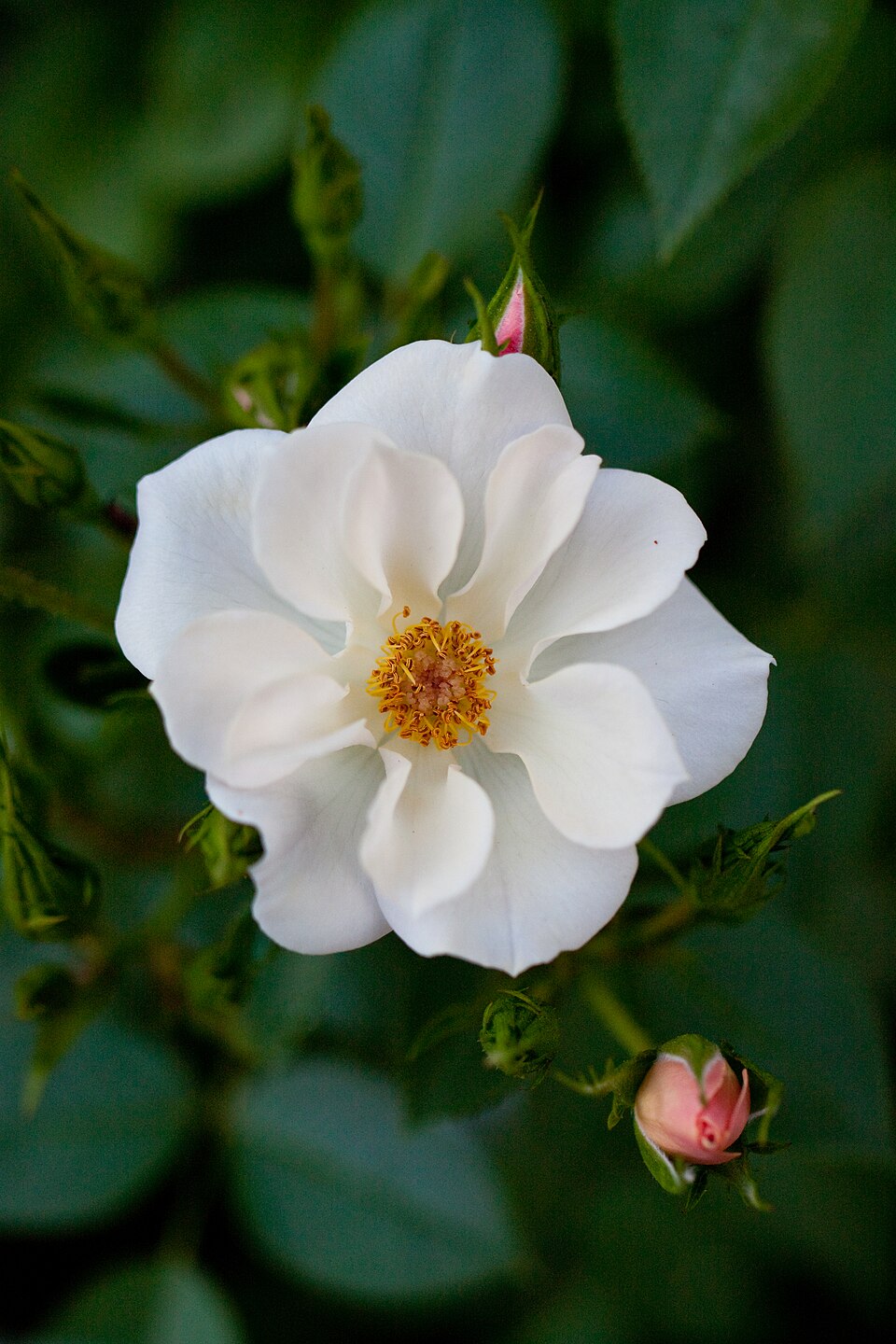 Cupid in the Garden