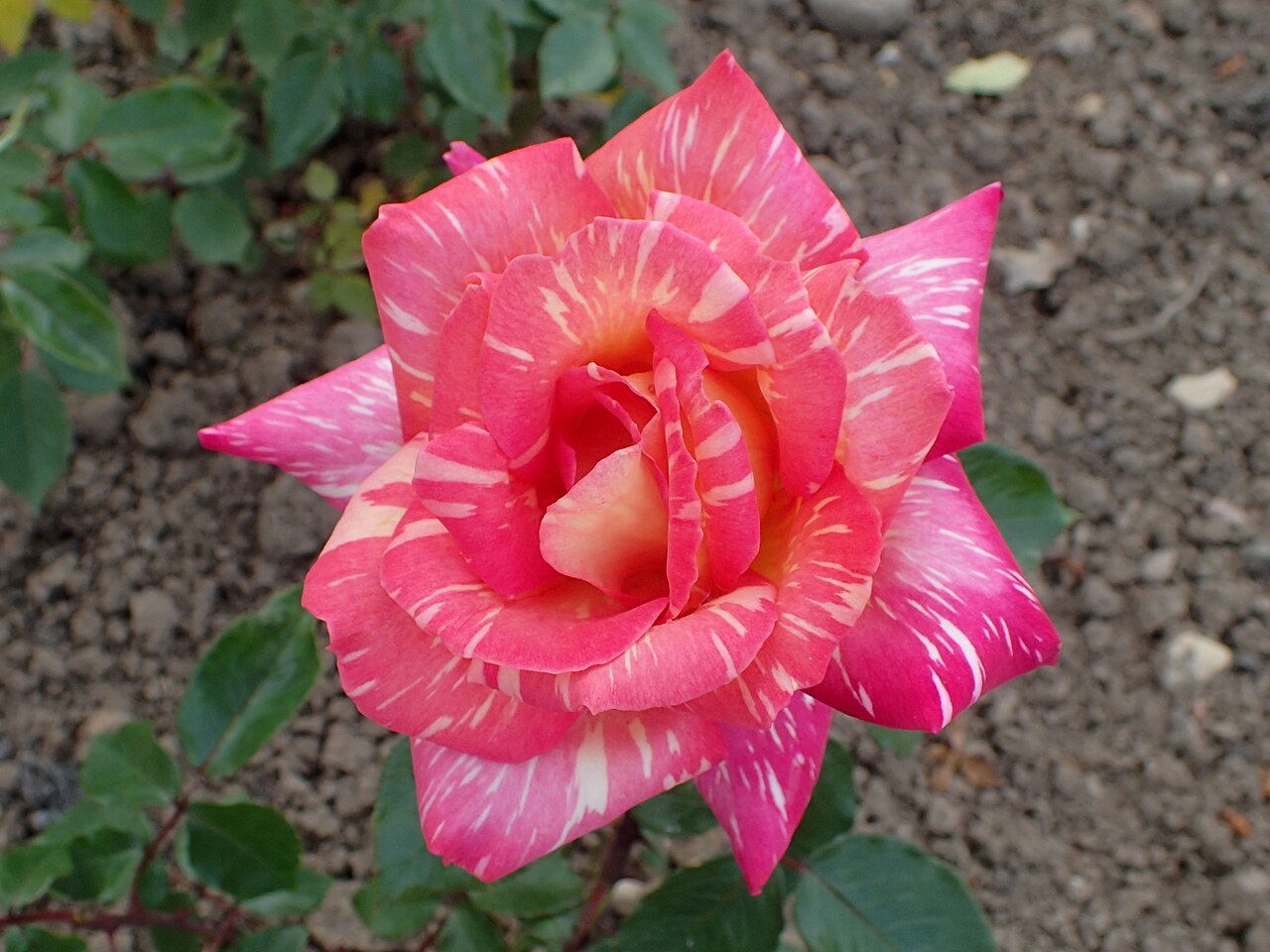 Caribia