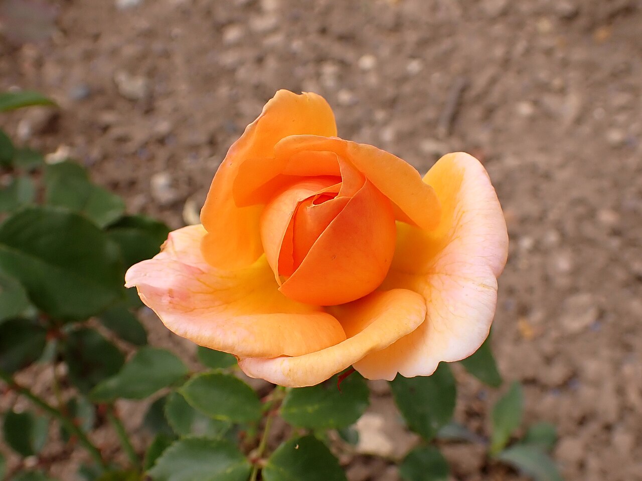 Aurea