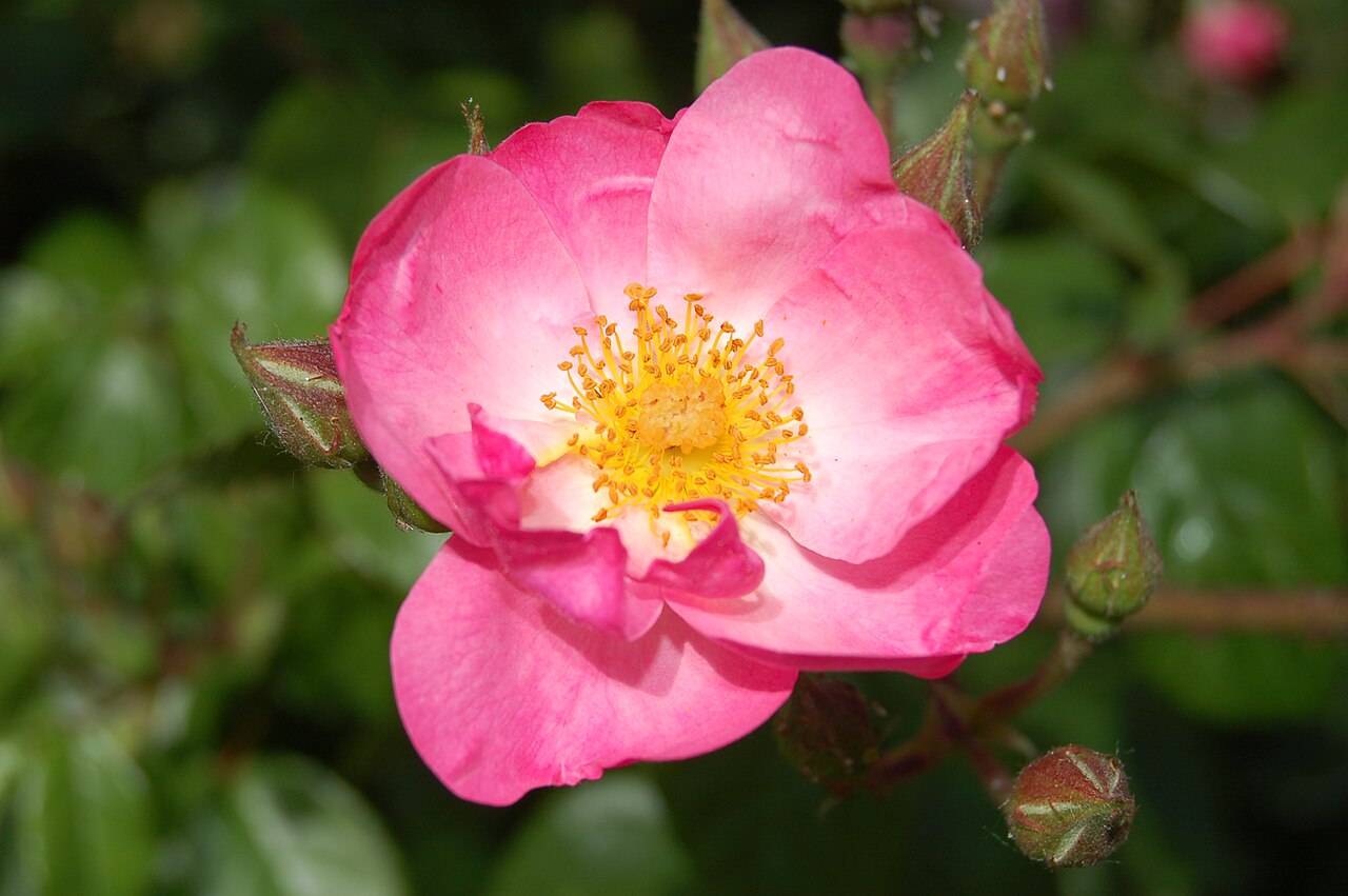 Pink Star