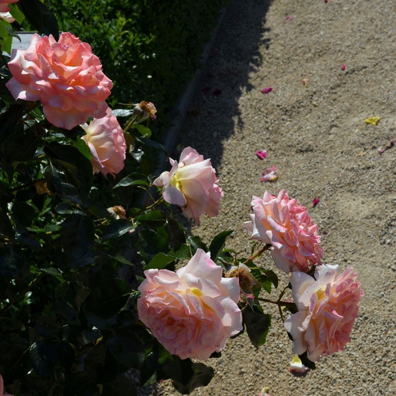 Rosa del Camino de Santiago