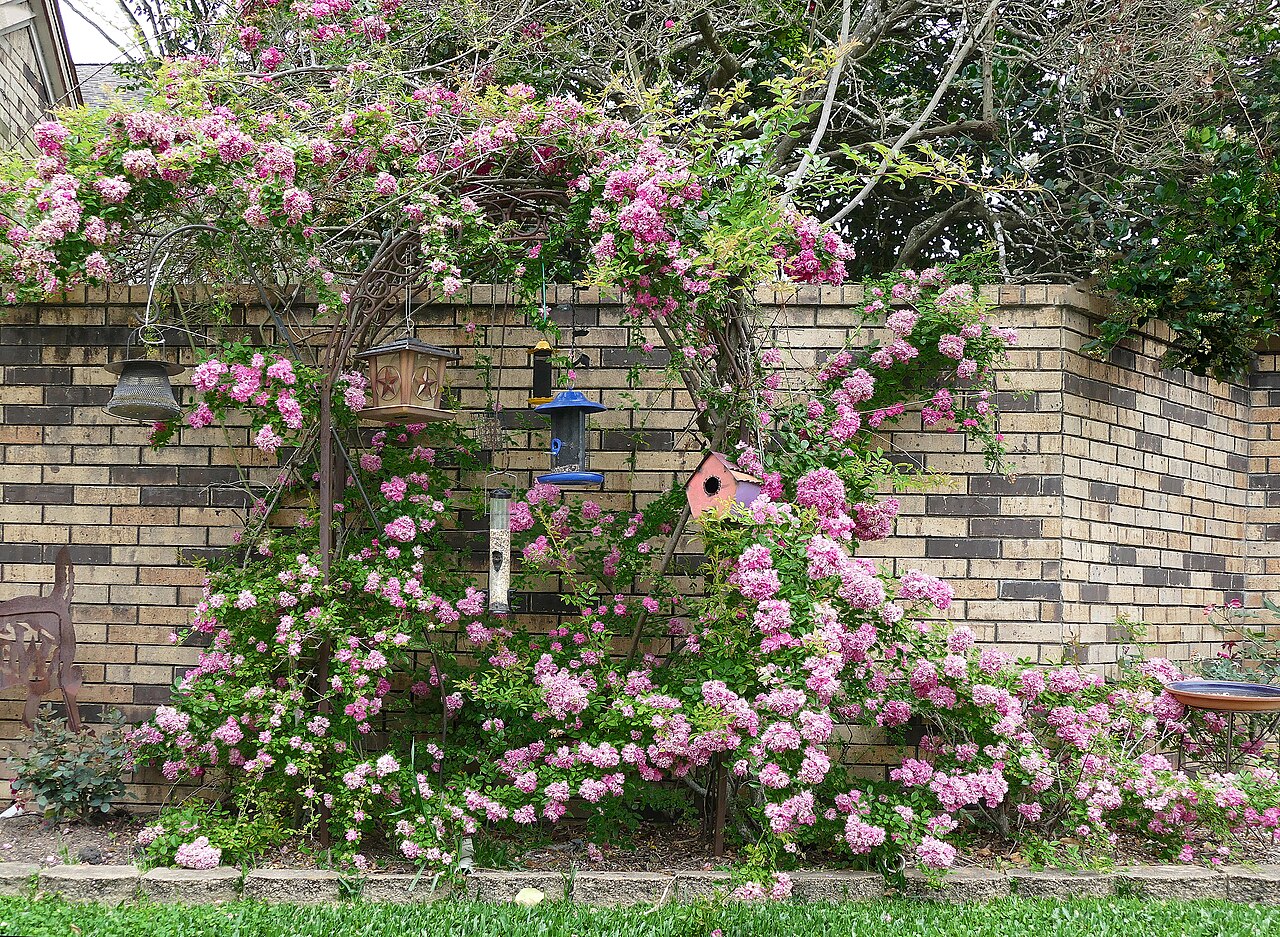 Peggy Martin rose