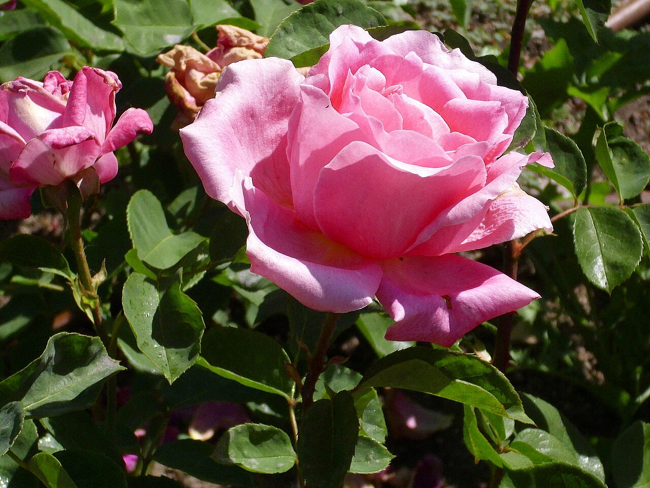 Rosa de Friera