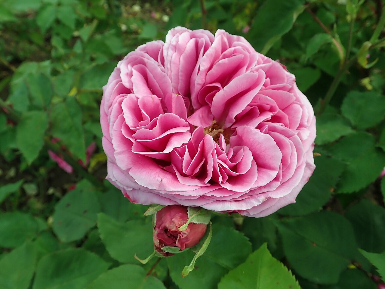 Madame Létuvé de Colnet