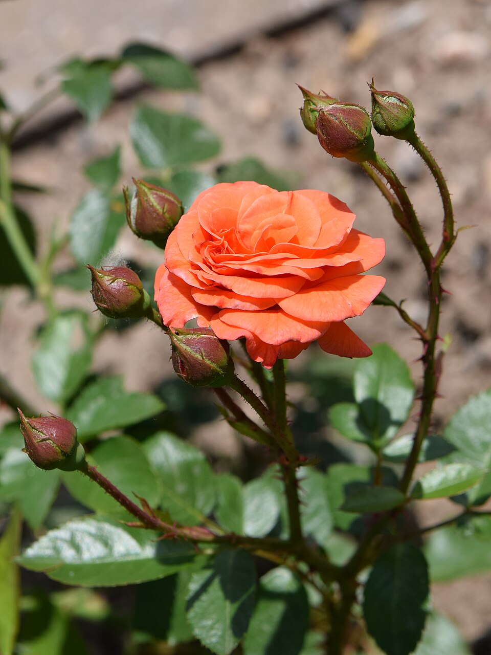 Spanish Orange