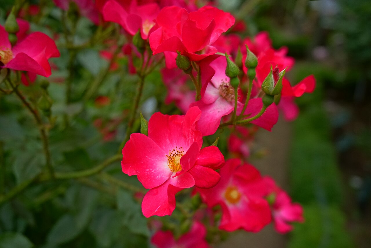 Rosy Carpet