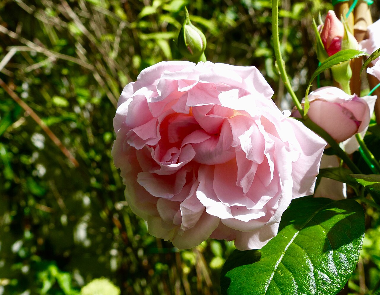 Strawberry Hill