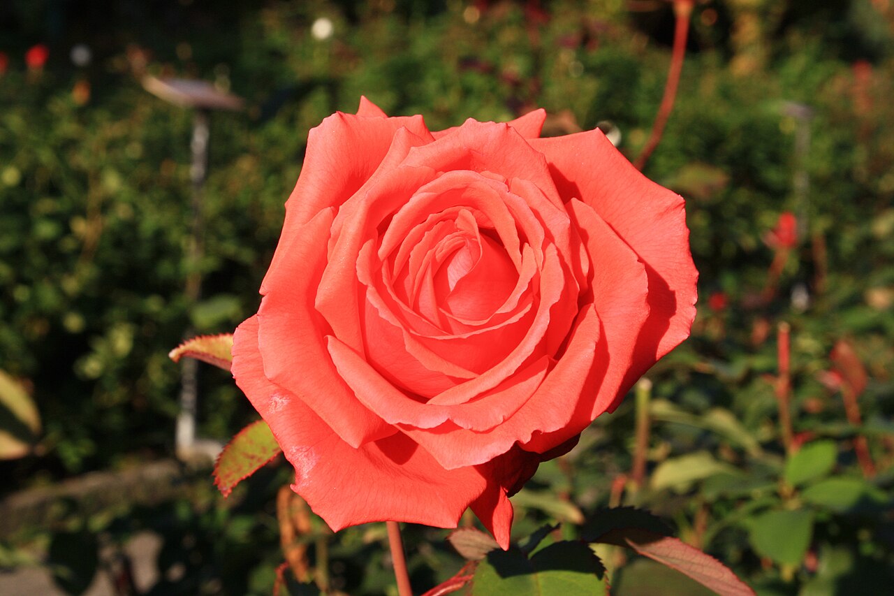 Coral Dawn