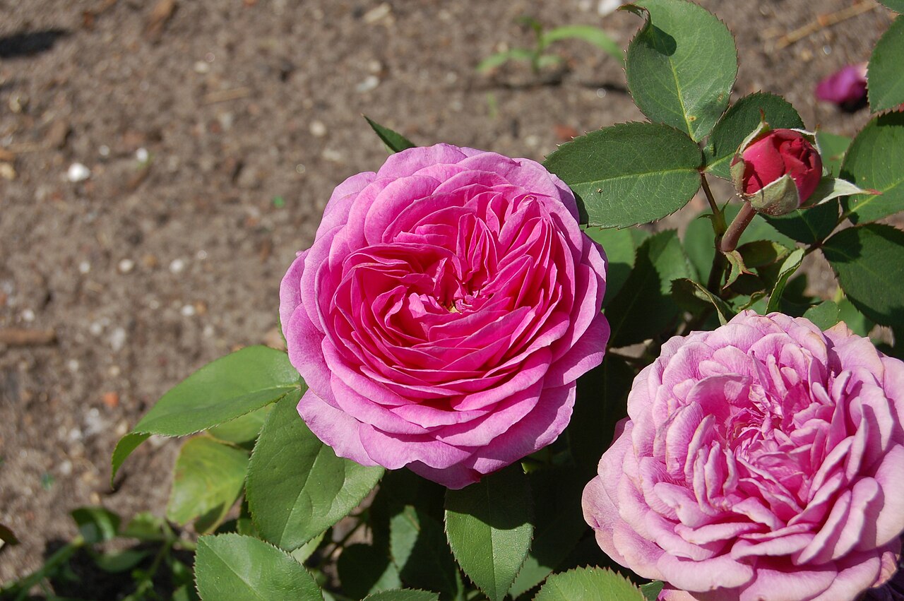 Heidi Klum Rose