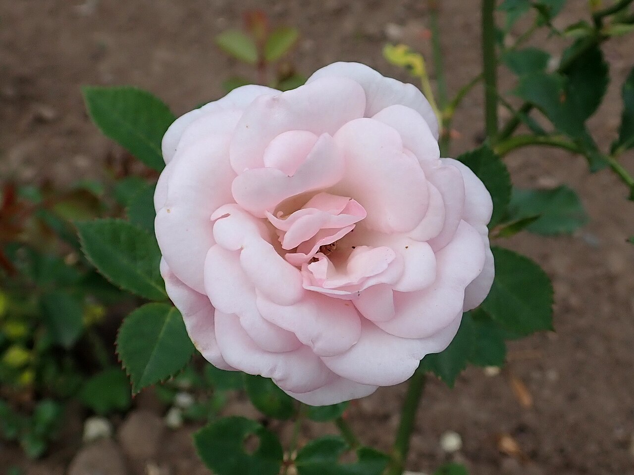 Mrs. R.M. Finch