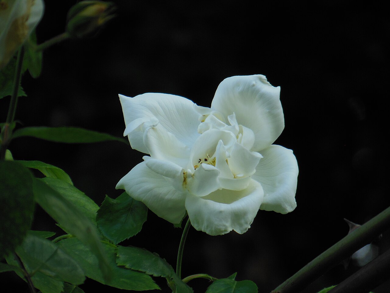 Silver Moon rose